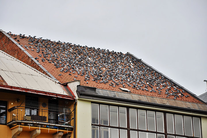 A2B Pest Control are able to install spikes to deter birds from roofs in Dibden. 