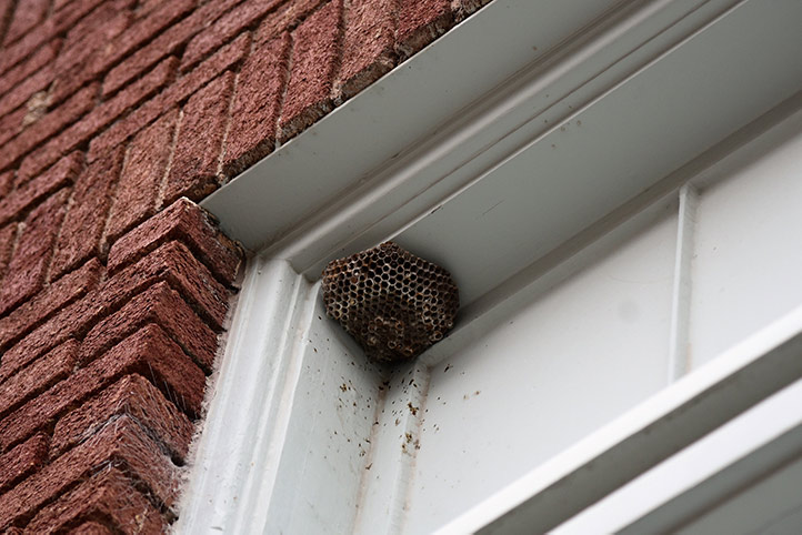 We provide a wasp nest removal service for domestic and commercial properties in Dibden.